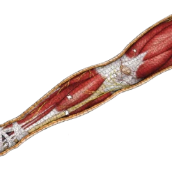 All Sale Items Puzzle - Genius Games - Dr Livingston: Human Right Leg (848 Pieces)